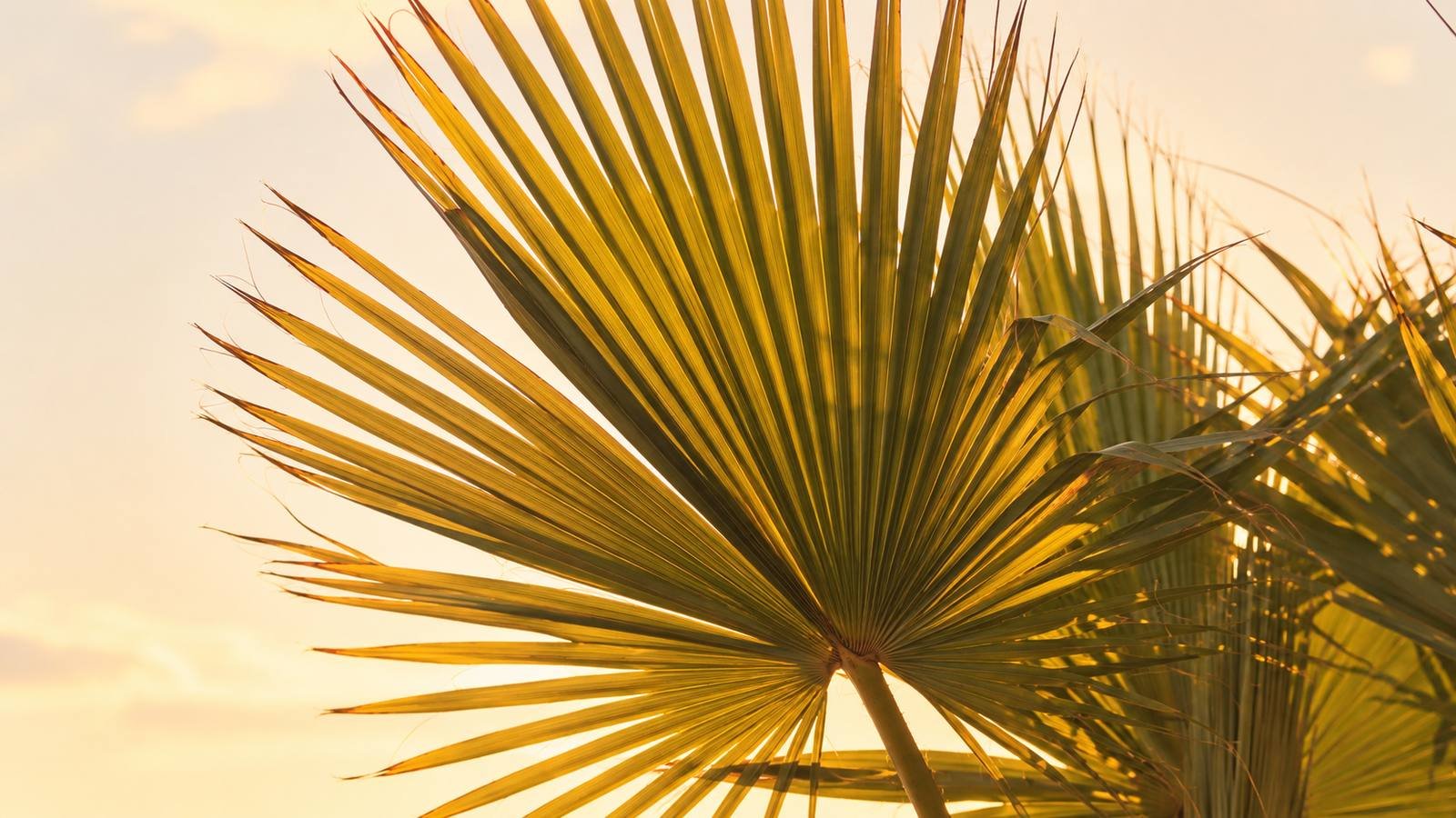 California palm trees